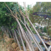 大量供應欒樹 苗木綠化苗圃欒樹 批發工程欒樹苗