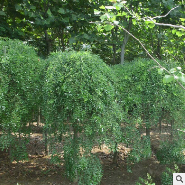 供應(yīng)龍爪槐行道樹(shù)盤(pán)槐國(guó)槐規(guī)格全園林庭院觀賞造型綠化木量大優(yōu)惠