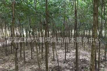 產(chǎn)地直銷6公分大葉女貞樹 大葉女貞叢生苗 十堰襄陽河南大葉女貞