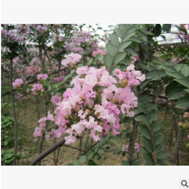 產地直銷紫薇樹苗 3-4-5-6公分工程紫薇 紅火箭 百日紅 十堰紫薇