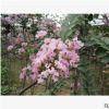 產地直銷紫薇樹苗 3-4-5-6公分工程紫薇 紅火箭 百日紅 十堰紫薇