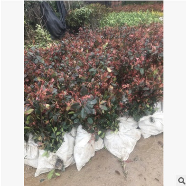 丹江六里坪紅葉石楠杯苗 襄陽紅葉石楠小苗 河南紅葉石楠小苗