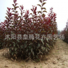批發(fā)紅葉李小苗 紫葉李種苗 根系發(fā)達(dá) 綠化苗木 苗圃苗