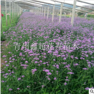花海景觀創意 建設 柳葉馬鞭草 薰衣草花海用花供應