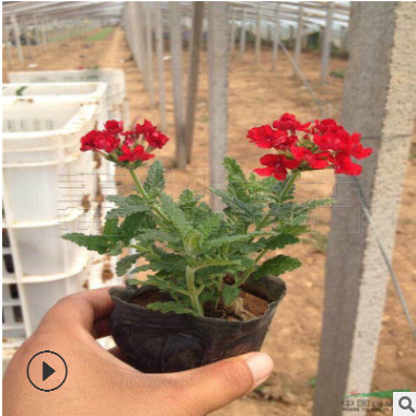 美女櫻成活率高 細(xì)葉美女櫻 營(yíng)養(yǎng)袋美人櫻 草花市場(chǎng)現(xiàn)貨直銷(xiāo)