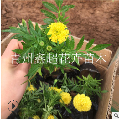 營養缽萬壽菊 青州萬壽菊花苗報價 萬壽菊栽植注意事項