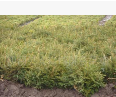 供應優質云杉20--50cm樹苗