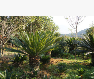 鐵樹（閩北鐵樹生產(chǎn)基地） 蘇鐵 鐵樹種子 鐵樹苗