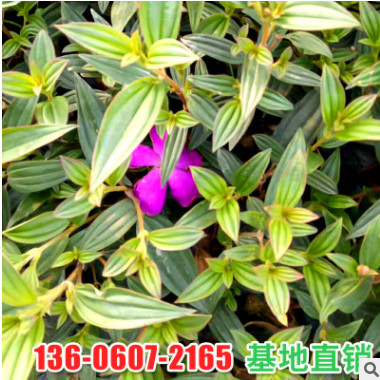 廠家直銷小區庭院綠化苗木野牡丹 室外盆栽花卉巴西野牡丹