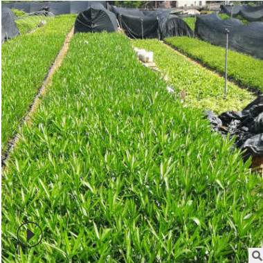 基地供應綠化夾竹桃植被苗木 綠化夾竹桃苗木批發