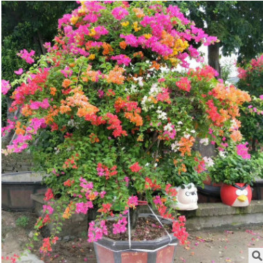 基地直銷 五彩雀三角梅 造型多花三角梅 工程綠化可供觀賞