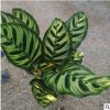基地直銷(xiāo) 室內(nèi)觀賞植物 孔雀竹芋 觀葉盆栽花卉