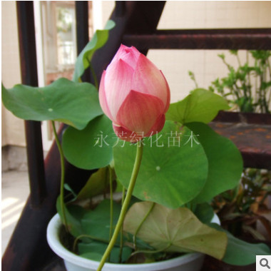 當年開花 迷你碗蓮種根 種藕 碗蓮根塊 顏色品種齊全