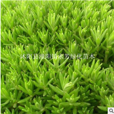 多肉植物 佛甲草錦 室內桌面迷你盆栽 防輻射 量大從優