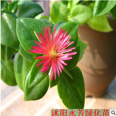 牡丹吊蘭 室內\辦公室 綠色植物盆栽 桌面花卉 防輻射 有氧盆栽