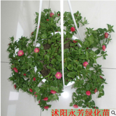 牡丹吊蘭 室內\辦公室 綠色植物盆栽 桌面花卉 防輻射 有氧盆栽