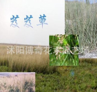 現貨 花卉種子、景觀綠化種子、牧草種子、遠東芨芨草種子 發芽快