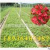 直銷 錦帶花紅王子錦帶綠化苗木批發 去年扦插床苗 1-2年生苗