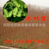 速生水杉樹 水杉小苗 樹苗批發 水杉樹苗 水杉小苗50cm 水杉樹苗
