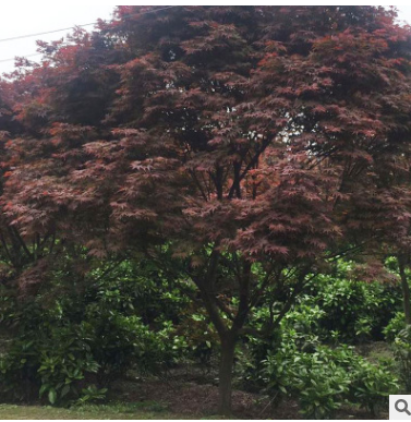 紅楓造型景觀樹盆栽批發帶根編織植物樹苗
