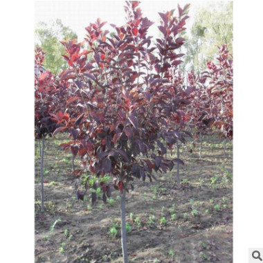 北京苗圃供應苗木樹苗加拿大紅櫻 可負責栽植 可開票