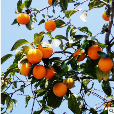 北京苗圃供應苗木果樹 小柿子樹 形好送貨上門可負責栽植 可開票