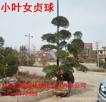 小葉女貞造型盆景 綠化苗木 庭院栽植四季常青小葉女貞造型樹(shù)