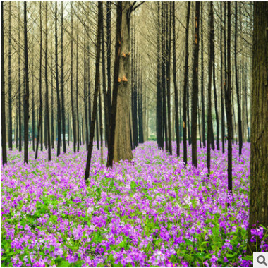 新采花卉二月蘭種子 諸葛菜種子 庭院公園綠化開花蝴蝶蘭種子