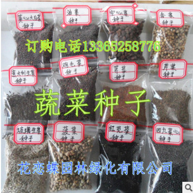 蔬菜種子 芥藍菜種子 四季種植 陽臺種菜 盆栽蔬菜種子 約100粒