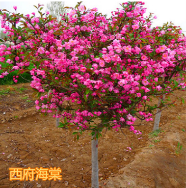 海棠樹苗南方北方種植地栽西府北美垂絲常綠開花庭院風景花木樹苗