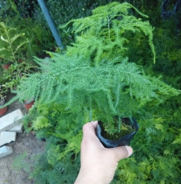 批發辦公室創意綠植盆栽 矮文竹 90迷你植物花卉盆栽