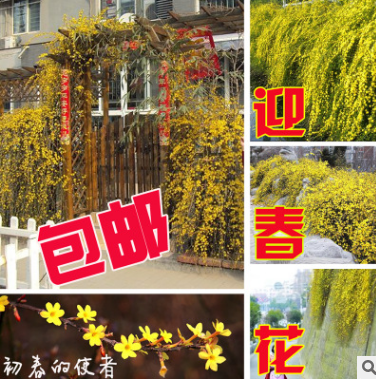 迎春花苗木庭院盆栽耐寒花卉樹樁造型盆景室內開花植物攀援花卉