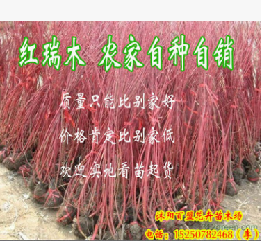 批發綠化苗木 紅瑞木 紅馬球 叢生紅瑞木 園林苗木批發 1米左右高