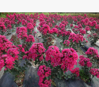 陜西精品紅火箭紫薇批發叢生紅火箭紫薇
