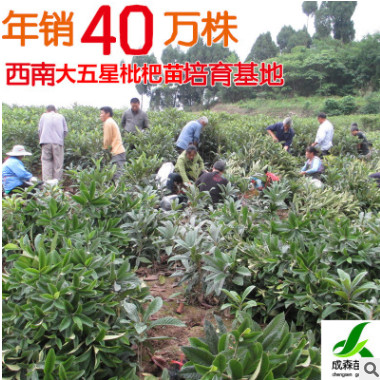 枇杷苗 嫁接大五星枇杷樹苗 枇杷苗木 四川枇杷苗批發 成森苗木
