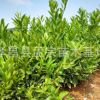 銷售桔子樹 春見 柑桔小苗 湖北柑橘樹 病蟲害少 易于管理