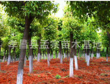 批發米徑5公分香樟樹 香樟苗 骨架香樟 樟樹價格 河南香樟價格