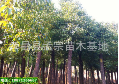 銷售米徑2公分香樟2厘米樟樹 全冠香樟樹 規格齊全行道樹
