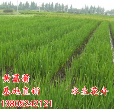 基地直銷黃菖蒲水生植物水生鳶尾黃花鳶尾水生花卉再力花挺水植物