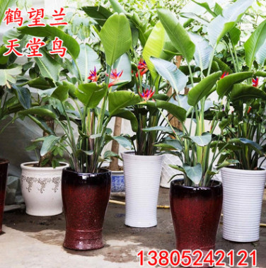 批發(fā)鶴望蘭天堂鳥花卉盆景盆栽大型綠植辦公室客廳觀葉植物去甲醛