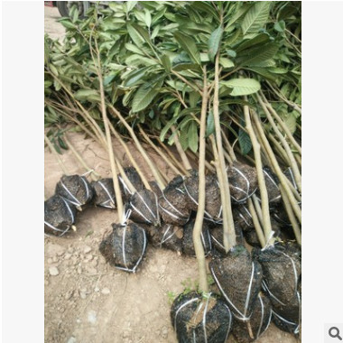 2至5公分枇杷樹