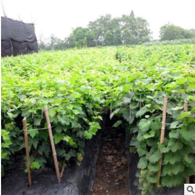 苗圃專業種植葡萄苗價格香峰葡萄苗高品質葡萄苗嫁接葡萄苗供應商