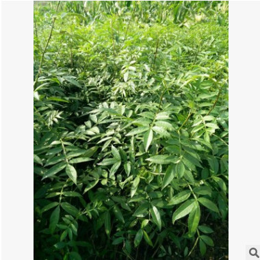 苗圃直供批發花椒苗 品種純正 價格實惠 成活率高 現貨批發苗木