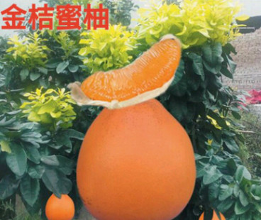 四川學基地直銷柚子樹苗 一年金橘蜜柚黃金蜜柚3號小苗木