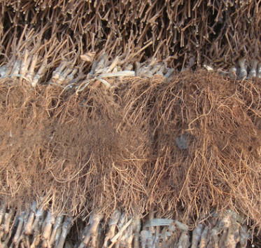 優(yōu)質(zhì)山葡萄苗 冬天不埋土防寒的葡萄 雙優(yōu) 雙紅 北冰紅 公釀一號