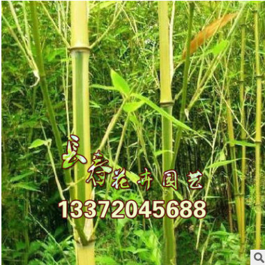 批發(fā)：庭院綠化苗木金鑲玉竹 竹子苗 竹子苗盆栽 地栽竹子苗