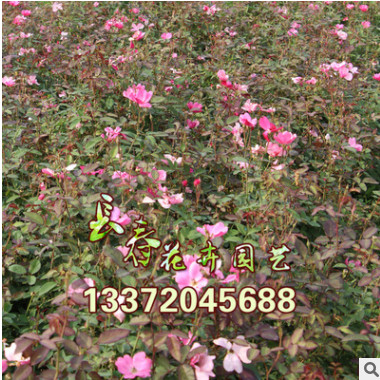 基地直銷 批發豐花月季苗 月季花 月季苗 月季批發 20-150高