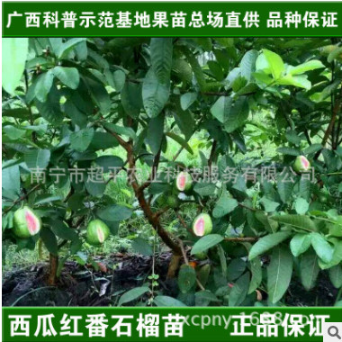 一件代發臺灣紅心芭樂嫁接樹苗|紅心番石榴苗|西瓜紅芭苗盆栽地栽