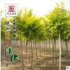 基地直銷優(yōu)質(zhì)綠化喬木 金葉榆樹(shù)苗 優(yōu)質(zhì)中華金葉榆小苗