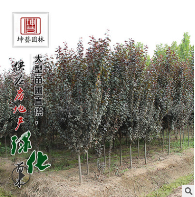 紫葉李樹苗基地批發行道樹 速生紅葉李道路綠化苗木